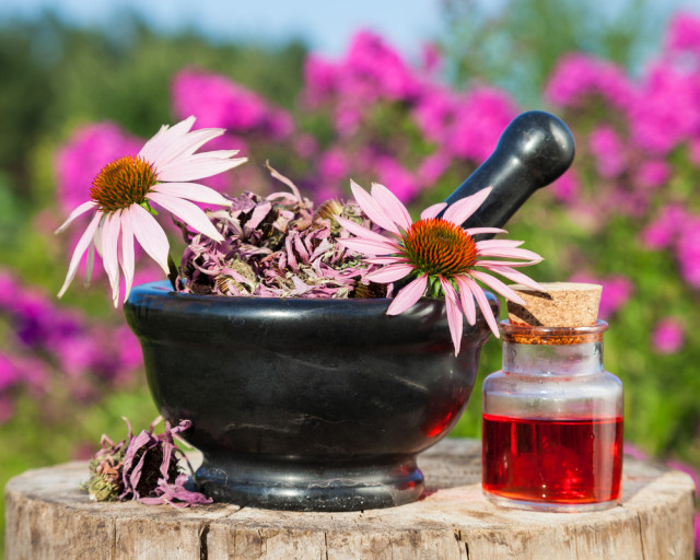 Echinacea and other exotic herbal remedies