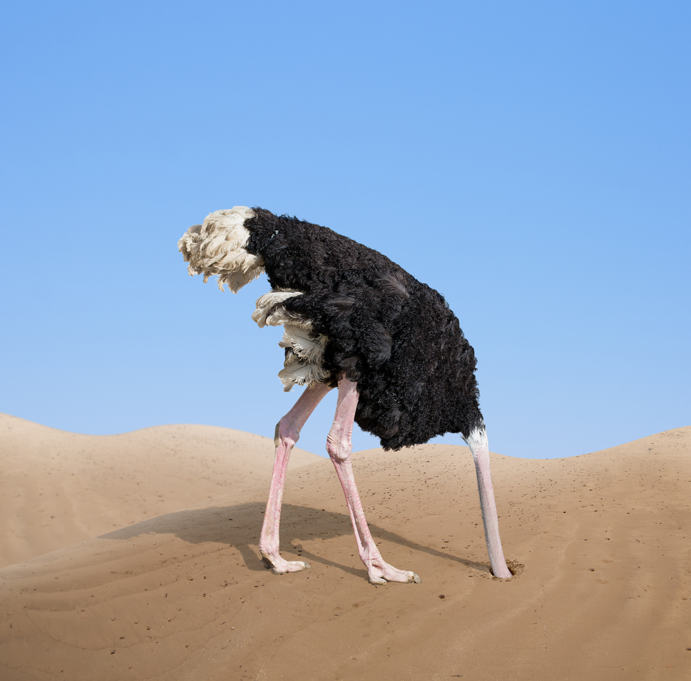 ostrich in denial, head in sand