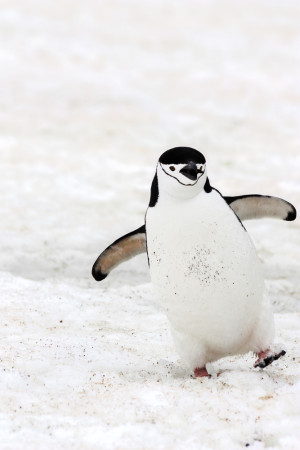 happy penguin beats winter blues