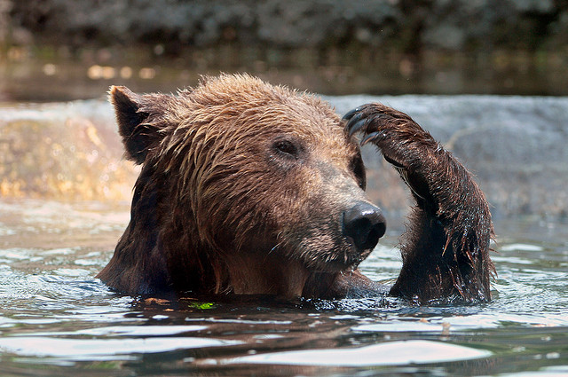 bear scratching head water