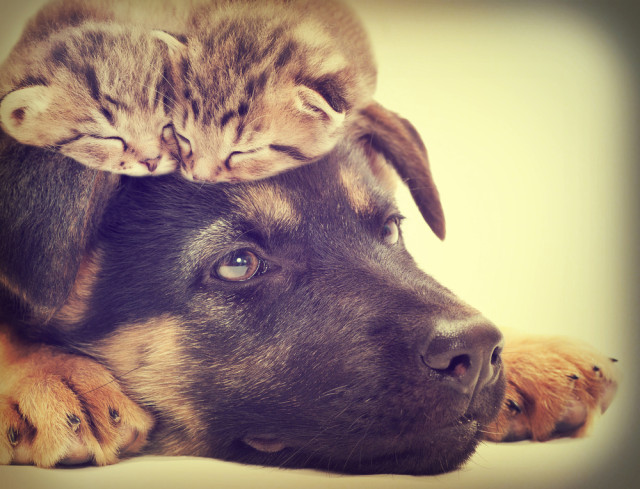 dog, kittens, mindful pet ownership