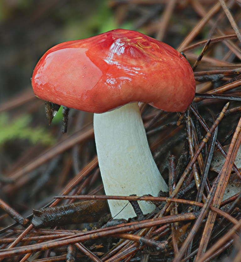beautiful red mushroom, fantastic fungi