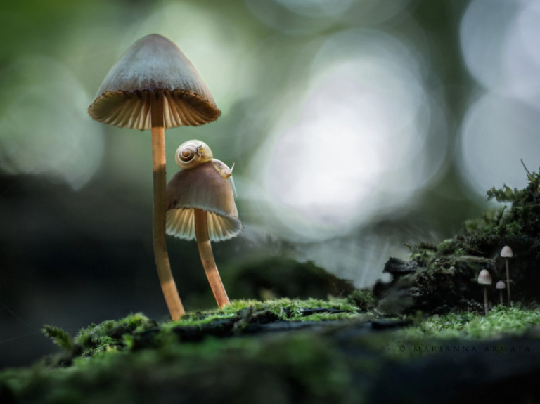 fantastic fungi photo by marianna armata