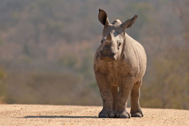 extinction: white rhino