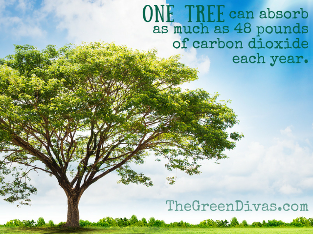 one tree can absorb as much as 48 pounds