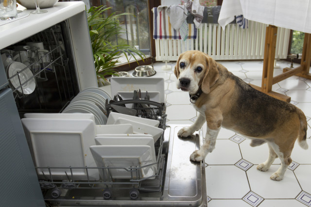 do dishes need to be rinsed (or licked by a dog) before being cleaned by dishwasher?