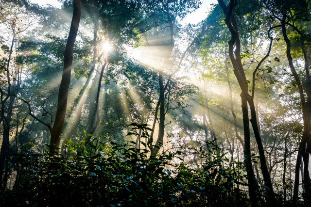awakening with rays of light through trees