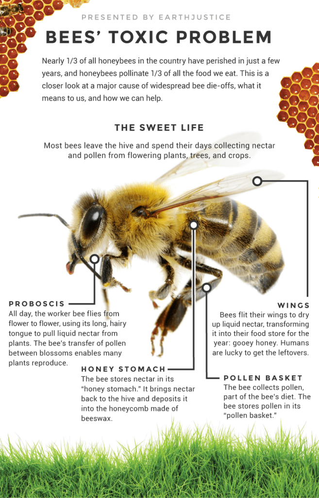 insecticides and pesticides kill bees