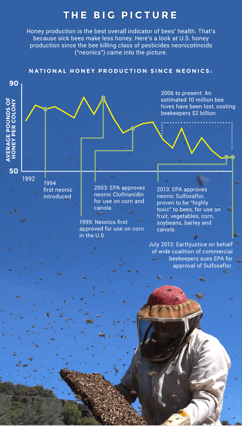 earthjustice bee infographic 5