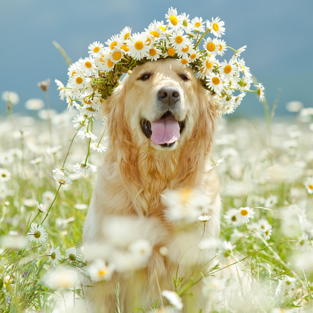 5 Easy Natural Pet Remedies For Man s Best Friends The Green Divas