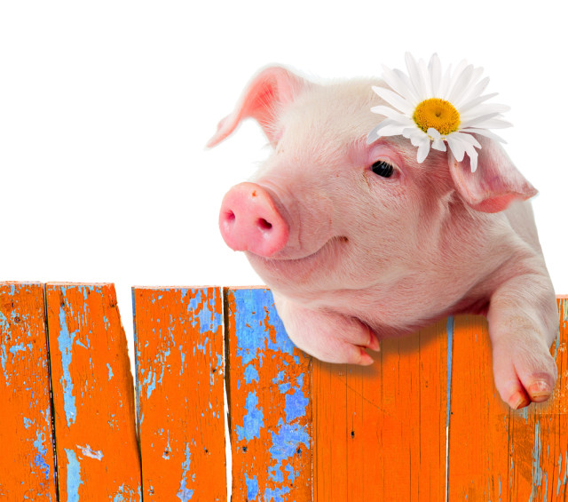 cute pig on a fence