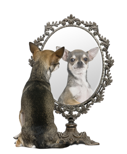 dog contemplating self in the mirror