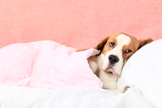 natural remedies for your sick dog