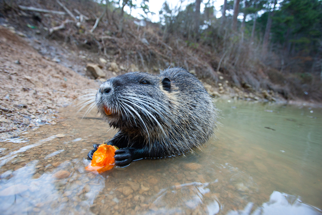 Are your food's natural flavors from a beaver's butt?