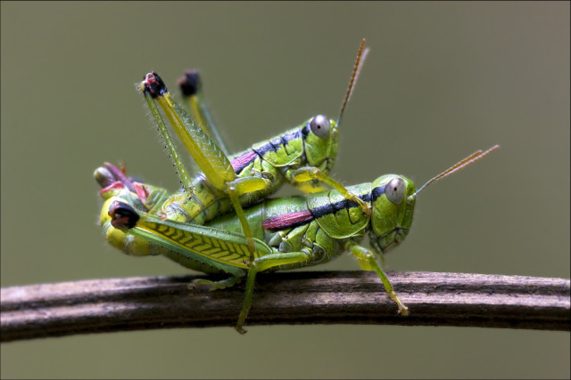grasshoppers having sex