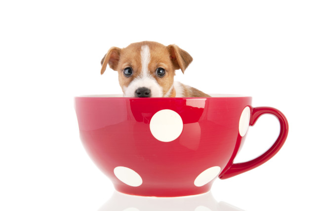 who doesn't love puppies and coffee?