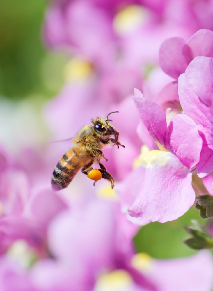 bee in purple flower