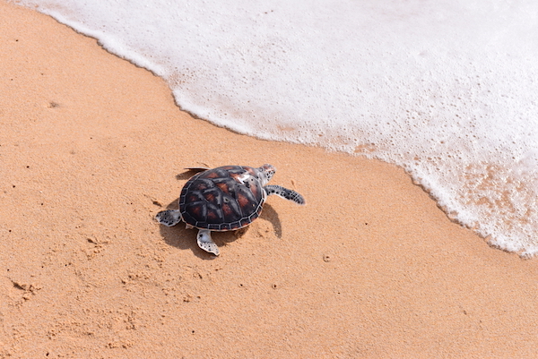 baby sea turtle by ocean
