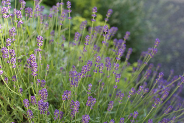 lavender in green diva meg's garden