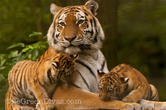 tiger and cubs on extinction countdown post 