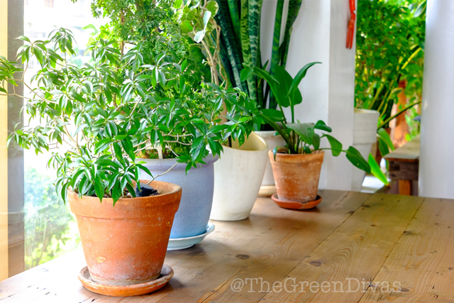 easy-to-grow houseplants anyone can grow on the green divas