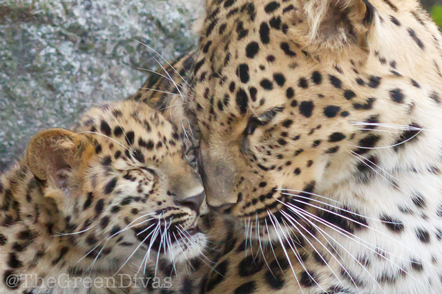 amur leopard image for GDs heart wildlife