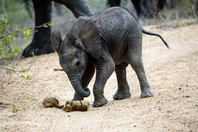 GDs Heart Wild Life baby elephant with poop