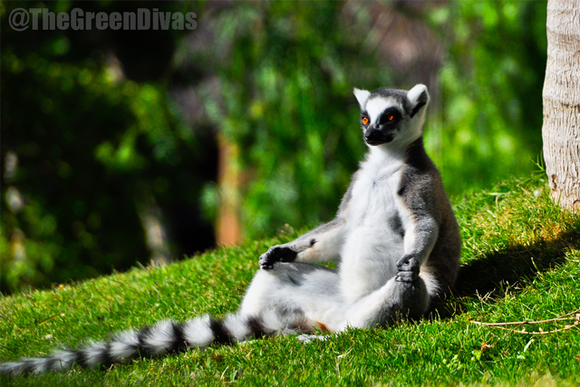 gd wildlife lemurs